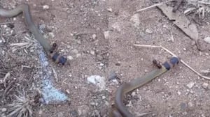 Filman la lucha de una hormiga y una cría de serpiente