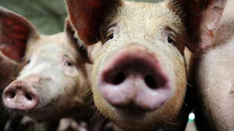 Suspenden lucha de cerdos porque los chanchitos escaparon