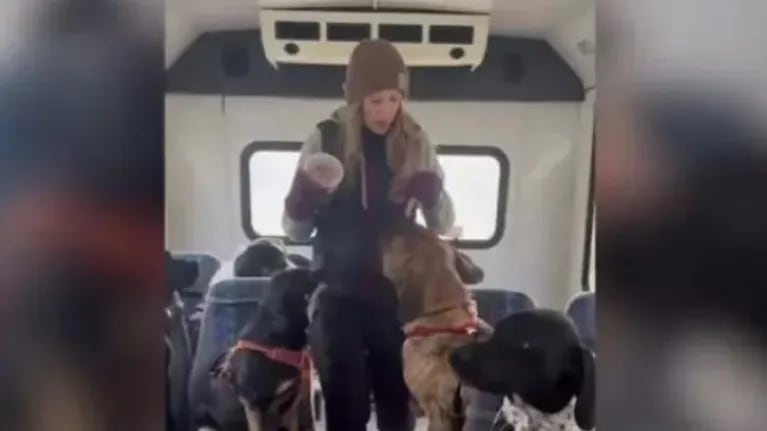 Este grupo de perros se fue de excursión en autobús como si de un colegio escolar se tratara