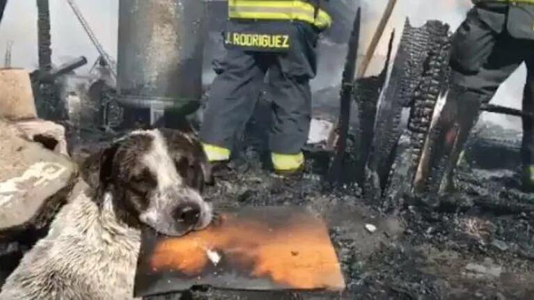  “Manchas” el perro que llora desconsoladamente al ver su casa desintegrada por un incendio.