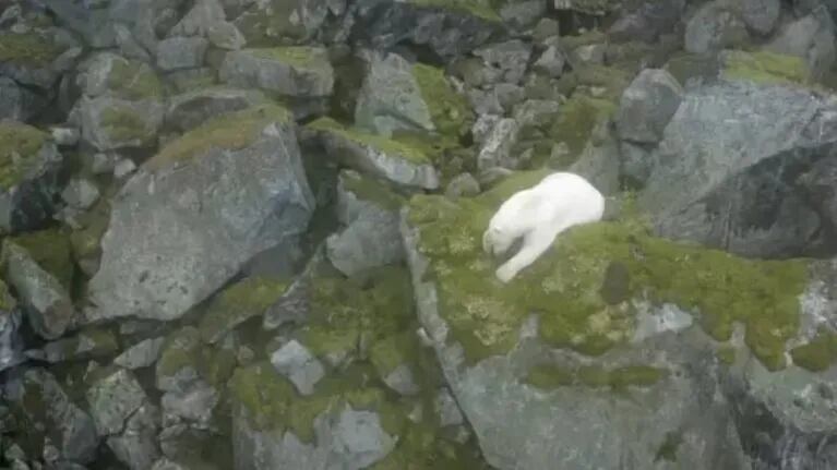 Las imágenes de este oso polar en un lugar inesperado han causado impacto