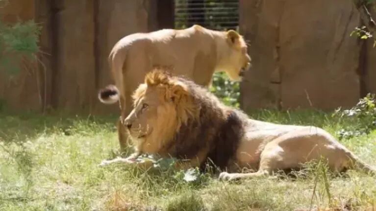 Así trabajan en este zoo para curar a un león