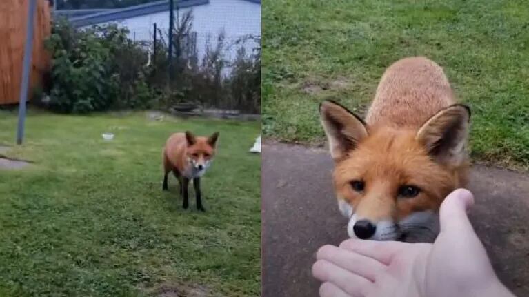Un zorro amigable visita a un hombre en su jardín desde hace meses