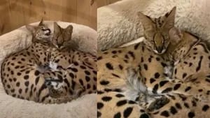 La majestuosidad de estos dos gatos serval ha llamado la atención en redes sociales