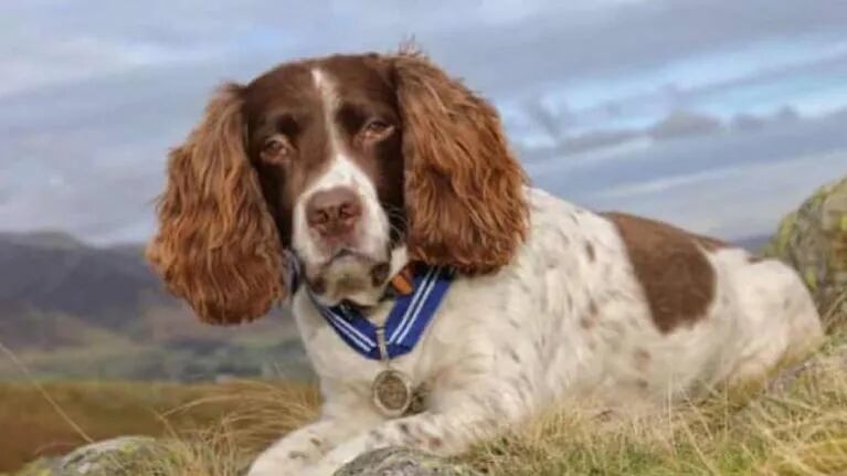 Max, la primera mascota en recibir la Orden al Mérito animal británico por su contribución a la salud mental