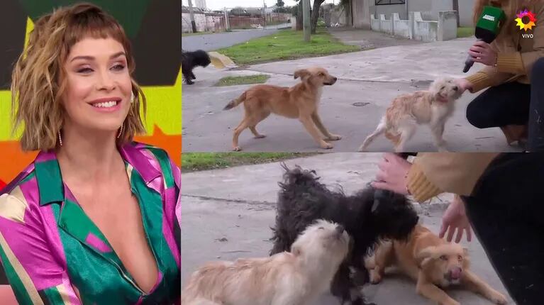 Josefina Pouso se indignó con el abandono de cinco perritos y descolocó a sus compañeros con su decisión