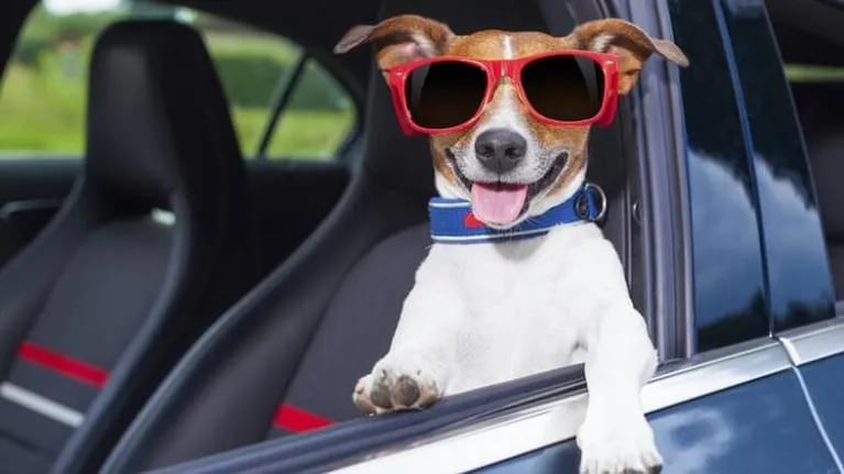 Se supo: la razón por la que los perros adoran sacar la cabeza por la ventanilla del auto