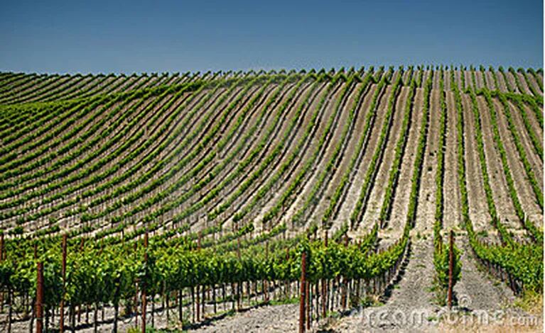 Una vista de los viñedos de Napa, EE.UU. (Foto: dreamstime.com)