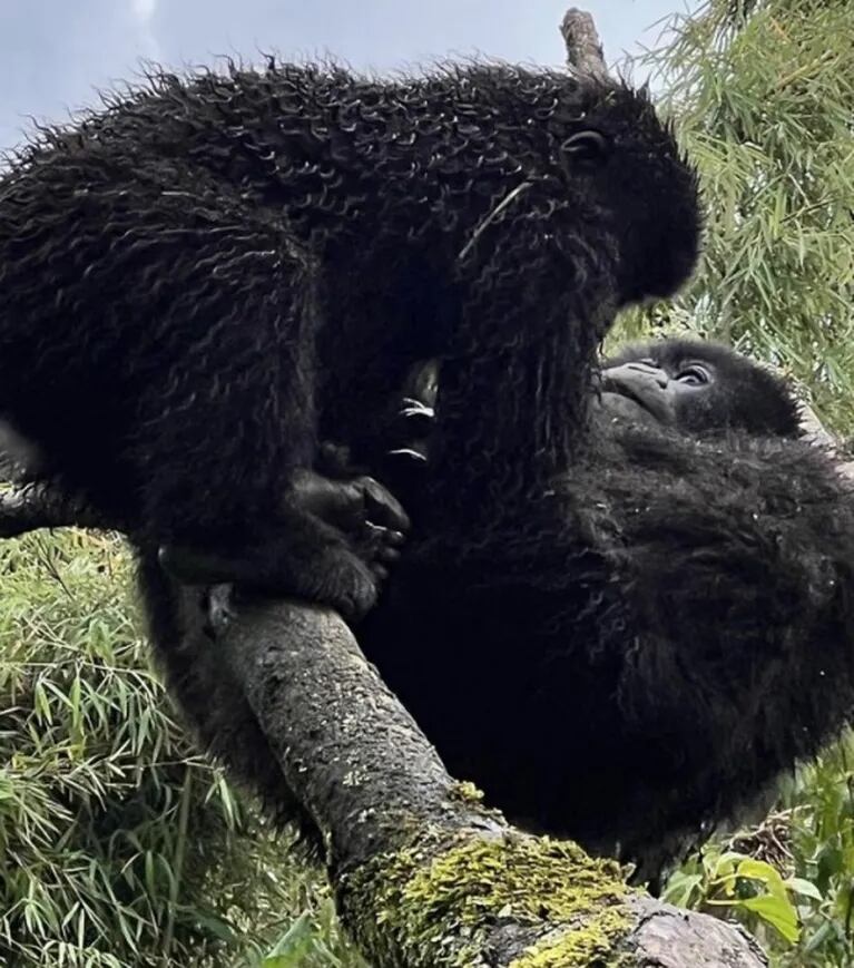 Mauro Icardi y Wanda Nara hicieron una excursión inolvidable en Ruanda: fueron a ver gorilas
