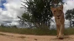 Este vídeo captó el momento en el que una curiosa leona cogió una cámara que estaba perdida