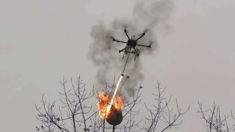 Drones lanzallamas: el impactante recurso para destruir nidos de avispones asesinos en China