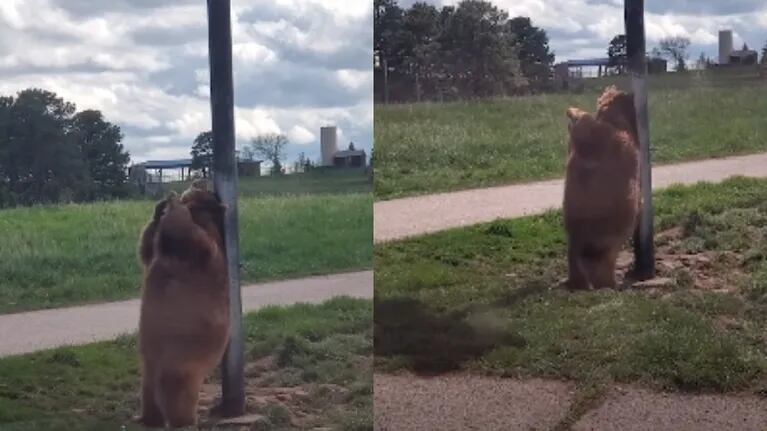Capturan en vídeo al oso Baloo de la vida real bailando en una farola