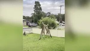 Dos canguros se enzarzaron en una pelea en el patio delantero de estos jóvenes australianos