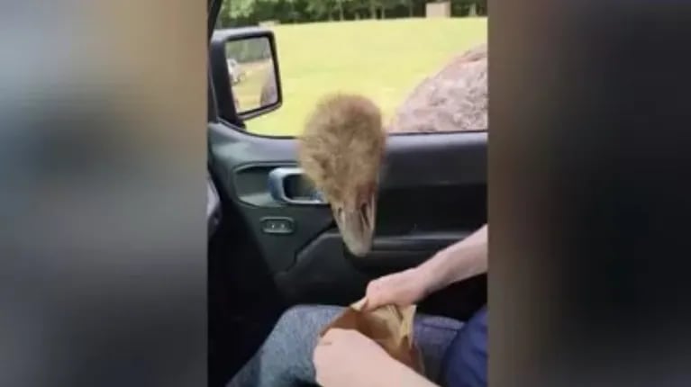 Un hambriento avestruz le roba comida a una espectadora durante un safari