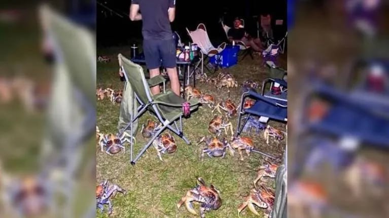 Familia hace una barbacoa y es “invadida” por 52 cangrejos carnívoros