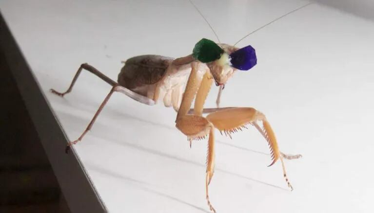 Colocaron gafas 3D en una mantis religiosa para estudiar su visión