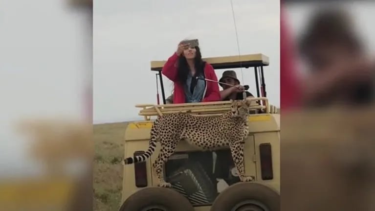 Este guepardo decidió subirse a un vehículo con turistas durante un safari en Tanzania