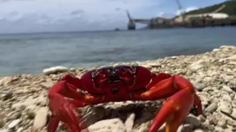 La increíble invasión de cangrejos rojos en esta isla del Pacífico: alucinante
