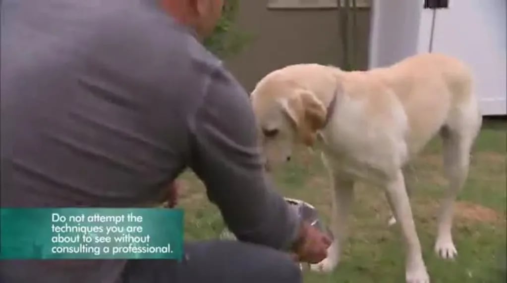 El video del momento: el encantador de perros que fue mordido por un perro