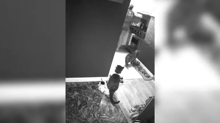 La cámara de seguridad de una casa capturó en vídeo las exigencias de un gato mandón a su cuidadora