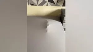 Este hombre se dio cuenta de dónde estaba su gato cuando terminó de hacer la cama