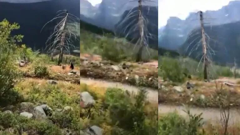 Un oso negro salvaje irrumpe el paseo de unos excursionistas dándoles el susto de sus vidas