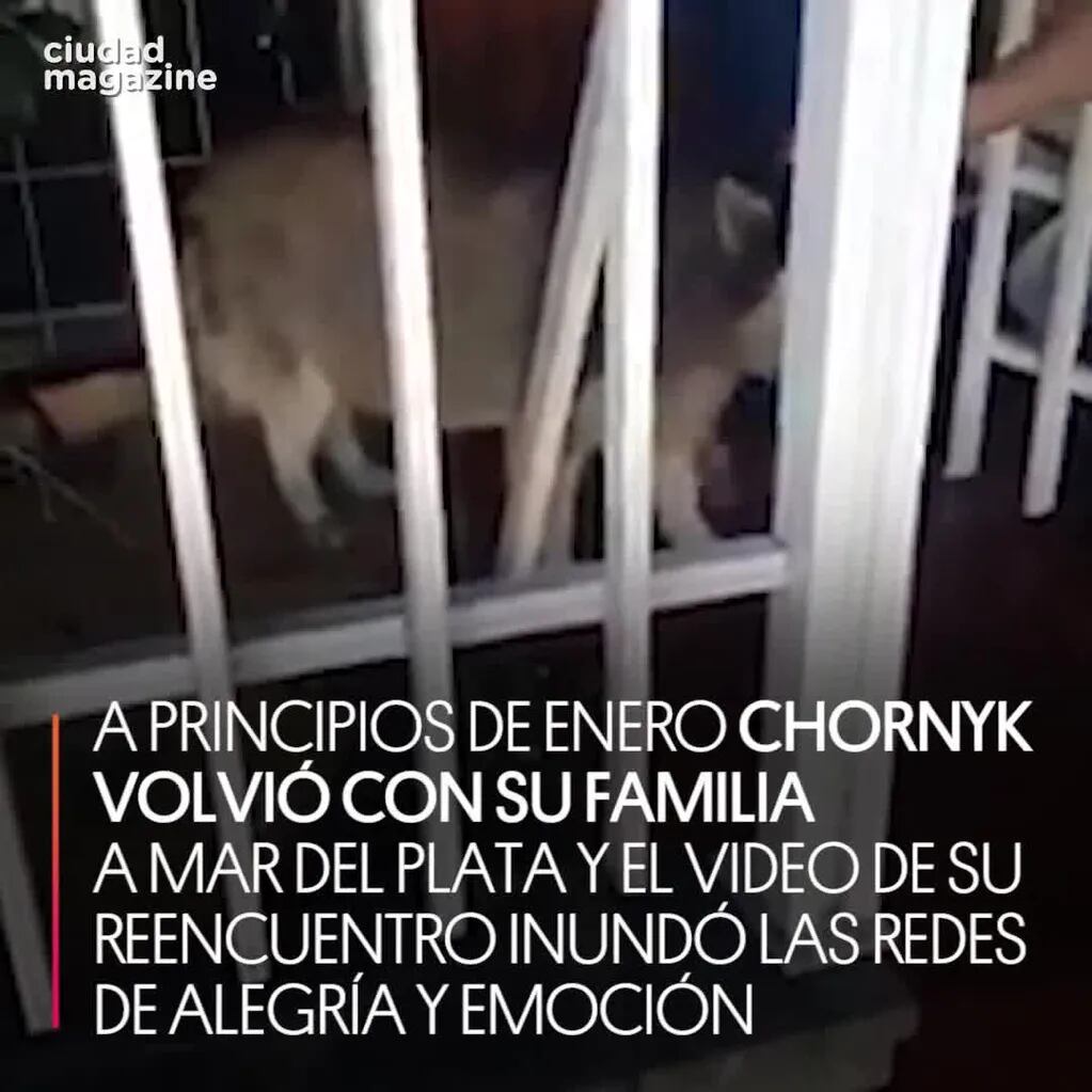 Una familia de Mar del Plata encontró en Caseros a su perra robada hace 6 años