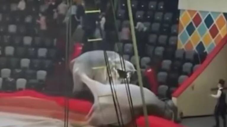 Rusia: dos elefantes se pelean durante show de circo y generan pánico