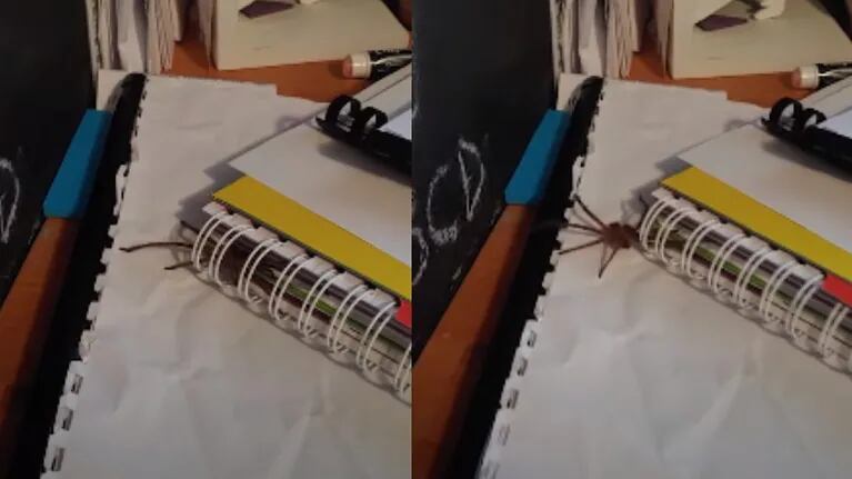 Una enorme araña cazadora se cuela en la encuadernación de un cuaderno