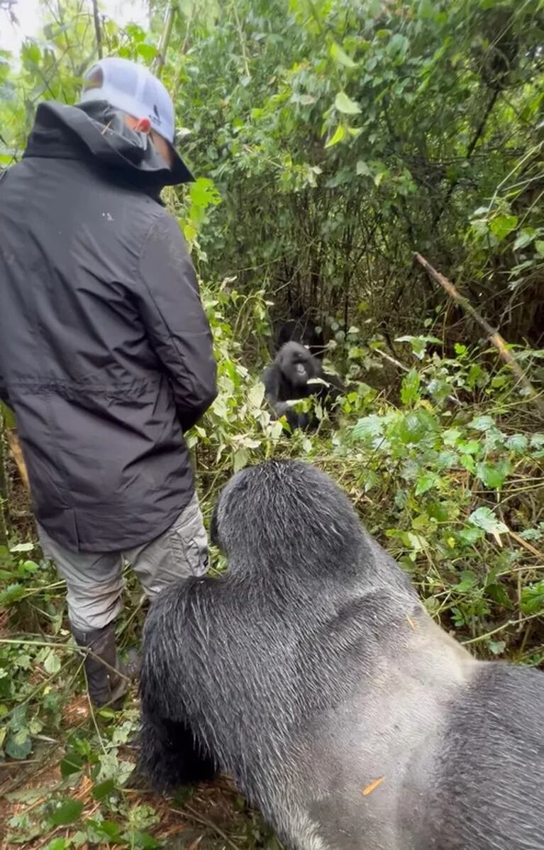 Mauro Icardi y Wanda Nara hicieron una excursión inolvidable en Ruanda: fueron a ver gorilas