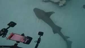 Un cineasta grabó a un tiburón de dos metros herido descansando en el fondo del mar