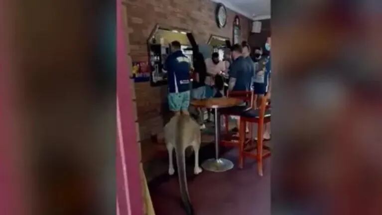 Grabó el momento en que un canguro se coló en un bar en Australia