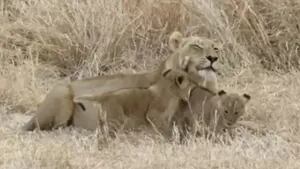 Esta protectora leona fue captada por un fotógrafo profesional