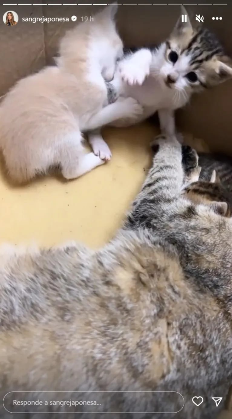 China Suárez refugió a una gata que fue a dar a luz a su casa y adoptó uno de los gatitos