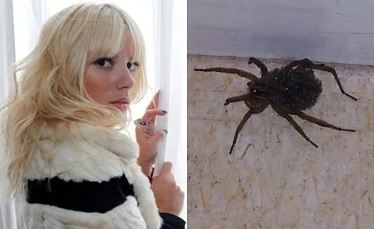 Gimena Accardi publicó una foto de la araña que encontró en el camarín (Fotos: Web y Twitter). 