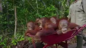 Este adorable vídeo muestra a bebés orangutanes huérfanos siendo transportados en una carretilla a su escuela forestal