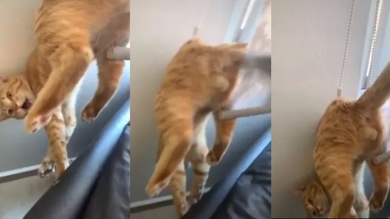 Escape fallido: Un gato intentaba escapar por la ventana de su casa, pero quedó en ridículo.