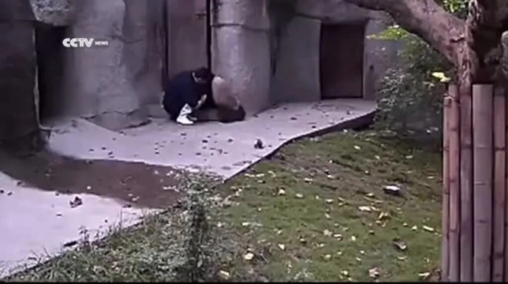 Cuidador de zoológico trata de darle medicina a dos pandas bebe... ¡Misión supertierna!