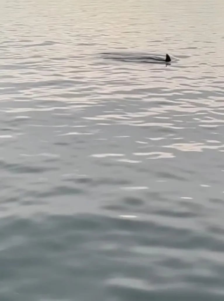 Jimena Barón contó qué sintió al ver delfines en sus vacaciones en Miami: "Me emocioné muchísimo"