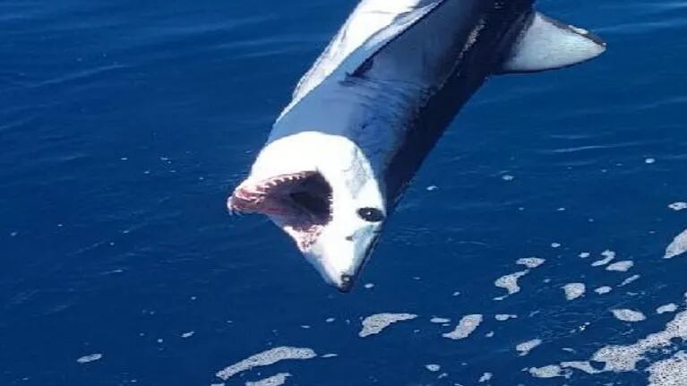 Un pescador derrotó a un tiburón con sus propias manos