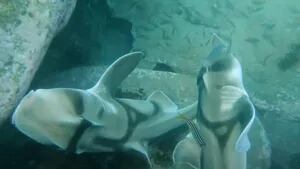 Este tiburón de Port Jackson muerde la cola a una hembra y la sujeta mientras lucha con intenciones de aparearse
