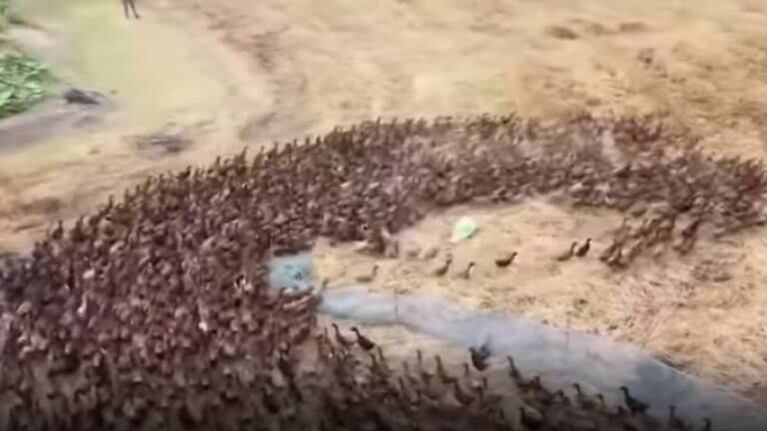 10 mil patos se dirigen a un campo de arroz en Tailandia para una misión de limpieza