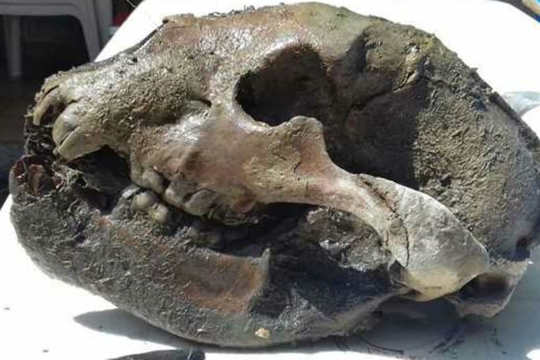 120 mil años tiene el fósil de un carnívoro hallado en Junín