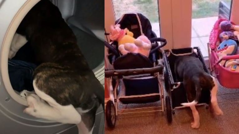 A este cachorro le encanta meterse en lugares extraños