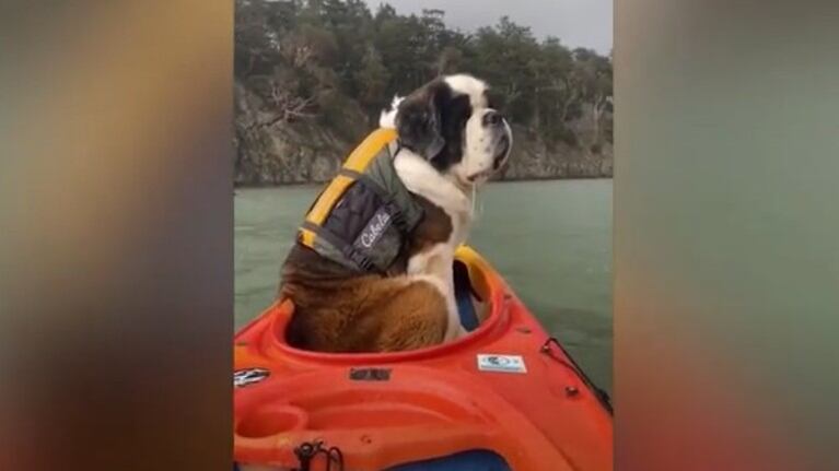 A este enorme San Bernardo le encanta meterse en un pequeño kayak  