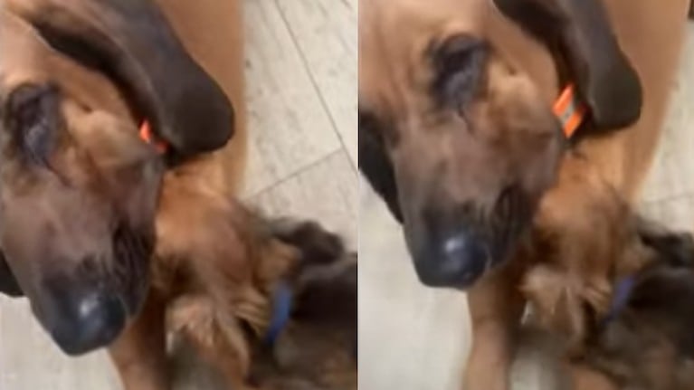 A este perrito le gusta meter la cabeza en la boca de su hermano