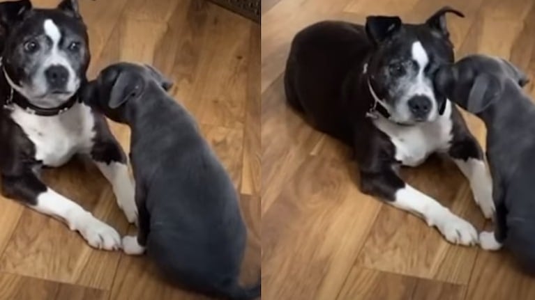 A este perro senior no le hace mucha gracia su nuevo hermano cachorro