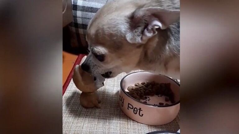 A este posesivo can no le gustaba la idea de que un perro de juguete esté cerca de su plato de comida
