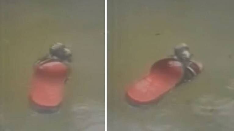 A lo Titanic: rata salvó su vida tras subirse a una ojota durante inundación