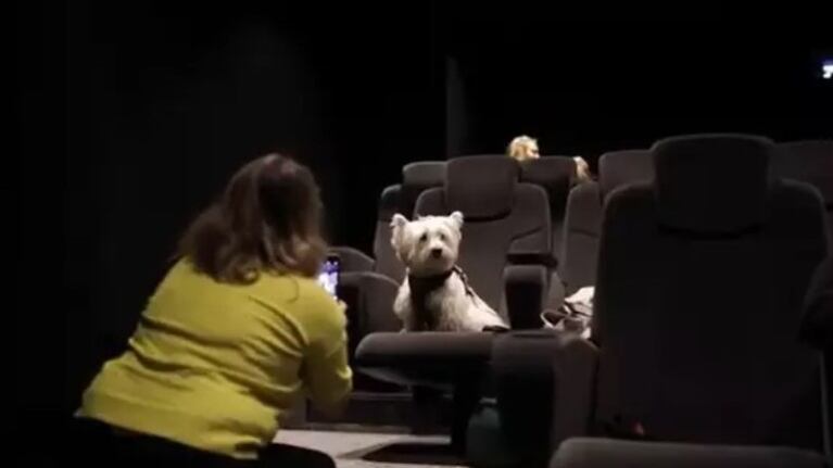 Abre el primer cine adaptado para perros en Manchester